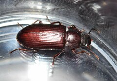 Neatus tenebrioides