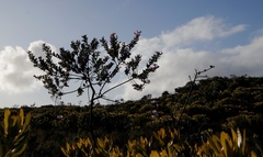 Podalyria calyptrata