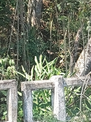 Hedychium coronarium
