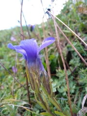 Gentianopsis ciliata