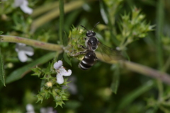 Lasioglossum costulatum