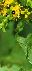Olibrus