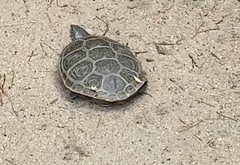 Malaclemys terrapin terrapin