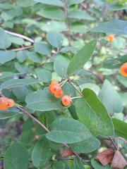 Lonicera tatarica
