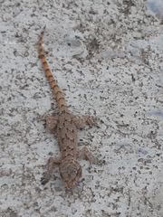 Mediodactylus kotschyi