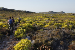Leucadendron laureolum