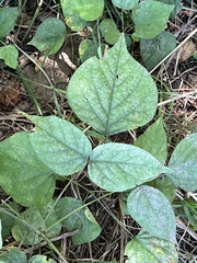 Hylodesmum glutinosum