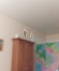Culex pipiens
