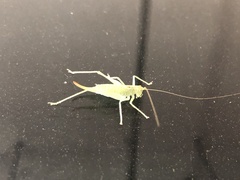 Meconema meridionale