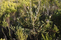 Protea lepidocarpodendron