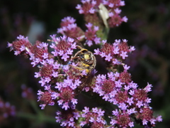 Anthidium florentinum
