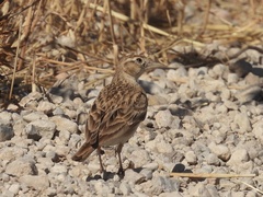 Calandrella brachydactyla