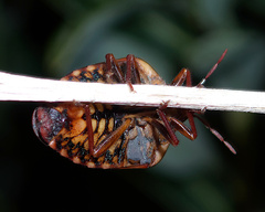 Solenosthedium bilunatum