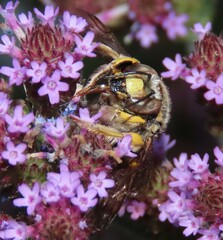 Anthidium florentinum