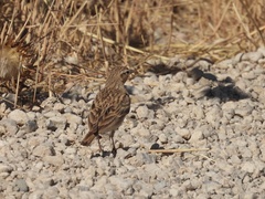 Calandrella brachydactyla