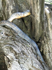 Drymarchon melanurus