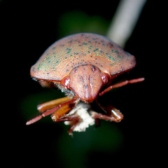 Solenosthedium bilunatum