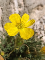 Papaver alpinum