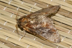 Notodonta dromedarius