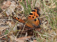 Nymphalis polychloros