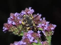 Anthidium florentinum