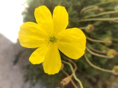 Papaver alpinum