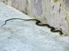 Drymobius margaritiferus