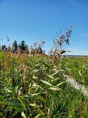 Phragmites australis americanus