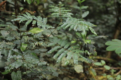 Albizia gummifera