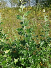 Populus alba