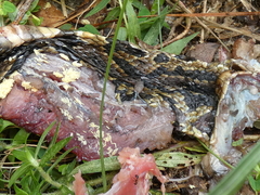 Agkistrodon piscivorus