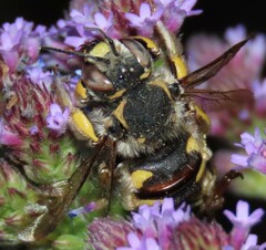 Anthidium florentinum
