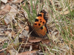 Nymphalis polychloros