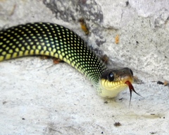 Drymobius margaritiferus