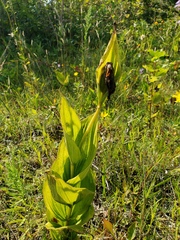 Cypripedium reginae