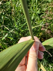 Phragmites australis americanus