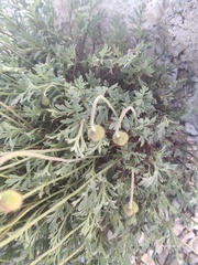 Papaver alpinum