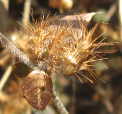 Blepharis maderaspatensis