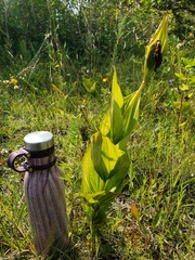 Cypripedium reginae