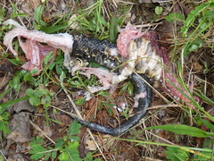 Agkistrodon piscivorus