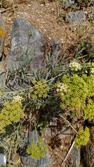 Crithmum maritimum
