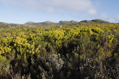 Leucadendron laureolum