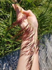 Phragmites australis americanus
