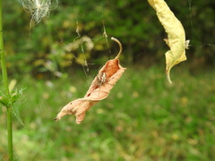 Neoscona adianta
