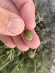 Papaver alpinum
