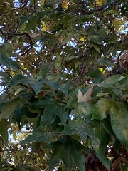 Platanus racemosa
