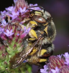 Anthidium florentinum