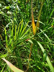 Phragmites australis americanus