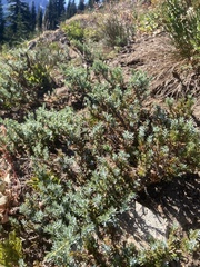 Juniperus communis saxatilis