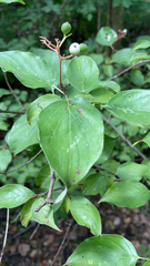 Cornus drummondii